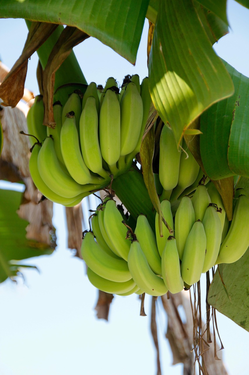 bananas, banana tree, close up, shrub, fruit, banana plant, nature, healthy, green, plant, food, inflorescences, tropical