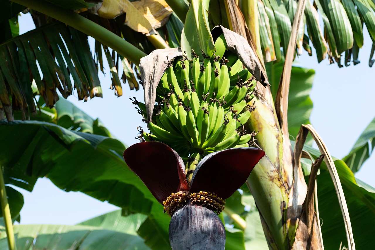 banana, tree, bunch, fruits, banana tree, banana plant, bananas, food, fruit, nature, greenery, flora, healthy, exotic, plants, fresh