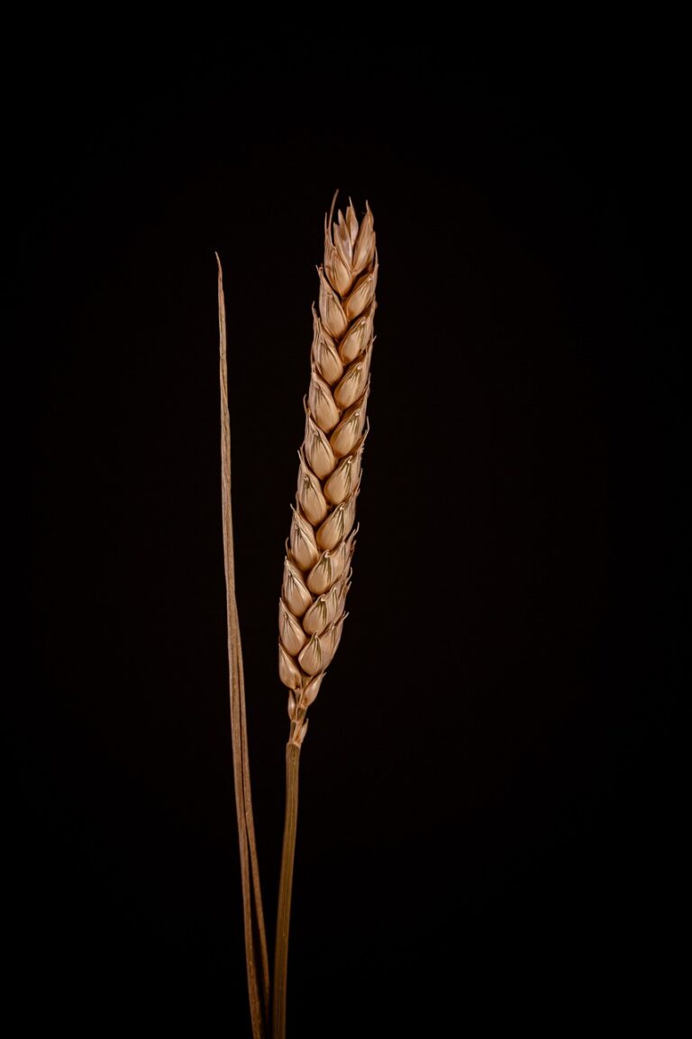 wheat, cornfield, cereals, grain, agriculture, spike, nature, harvest, arable, plant, grass