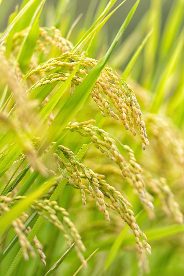 crop, usd, paddy field, grain, nature, harvest, food, plant, farm, plantation, rice farm, agriculture, japanese rice