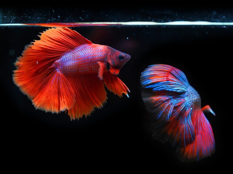 siamese fighting fish, fighting fish, fish, betta fish, betta splendens, aquatic animals, animals, wildlife, nature, underwater, water